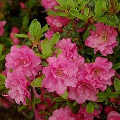 Азалия РОЗИНЕТТА японская  Азалия РОЗИНЕТТА японская в Омске