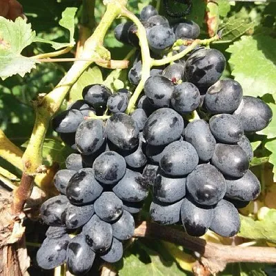 Виноград КИШМИШ АТТИКА  Виноград КИШМИШ АТТИКА в Омске