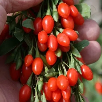 Годжи КОРЕАН БИГ — описание сорта Годжи КОРЕАН БИГ в Омске