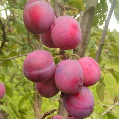 Слива ЭДИНБУРГСКАЯ  Слива ЭДИНБУРГСКАЯ в Омске