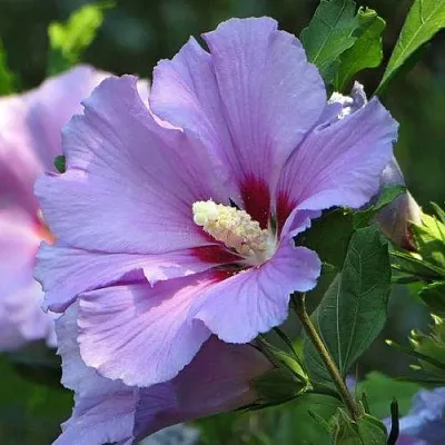 Гибискус  Гибискус в Омске