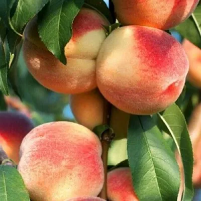 Персик ЛОЙКО 2  Персик ЛОЙКО 2 в Омске