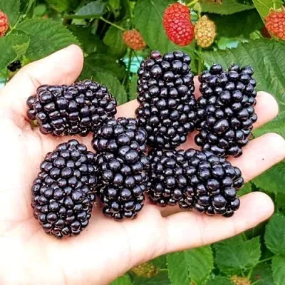 Ежевика ОУАЧИТА бесшипная — описание сорта Ежевика ОУАЧИТА бесшипная в Омске