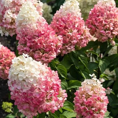 Гортензия ПИНКИ ПРОМИС метельчатая  Гортензия ПИНКИ ПРОМИС метельчатая в Омске