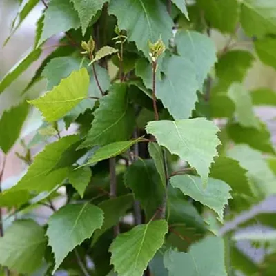 Береза ФАСТИГИАТА повислая   Береза ФАСТИГИАТА повислая  в Омске