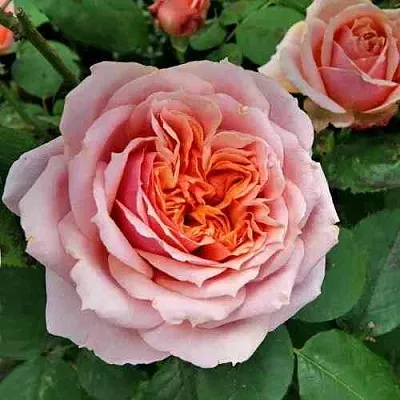 Саженцы роз ПОЛЬ БОКЮЗ шраб  Саженцы роз ПОЛЬ БОКЮЗ шраб в Омске