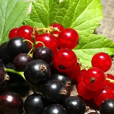 Смородина  в Омске