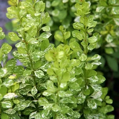 Барбарис ПАУ ВАУ тунберга  Барбарис ПАУ ВАУ тунберга в Омске