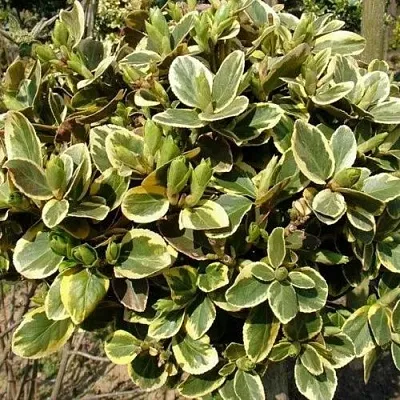 Бересклет КАНАДЕЙЛ ГОЛД   Бересклет КАНАДЕЙЛ ГОЛД  в Омске