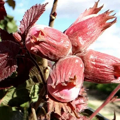 Фундук АЛЫЙ ПАРУС  Фундук АЛЫЙ ПАРУС в Омске