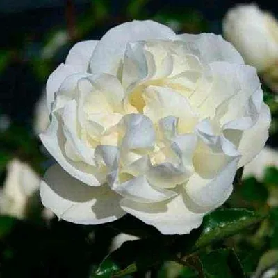 Саженцы роз ВАЙТ МЕЙДИЛАНД почвопокровная  Саженцы роз ВАЙТ МЕЙДИЛАНД почвопокровная в Омске