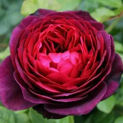 Саженцы роз АСТРИД ГРАФИН ФОН ХАРДЕНБЕРГ шраб  Саженцы роз АСТРИД ГРАФИН ФОН ХАРДЕНБЕРГ шраб в Омске