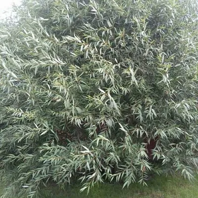 Ива СЕРЕБРИСТАЯ  Ива СЕРЕБРИСТАЯ в Омске