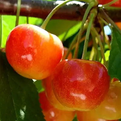 Черешня в Омске