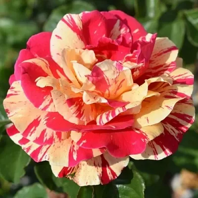 Саженцы роз ВАНИЛЛА ФРАЙЗ плетистая  Саженцы роз ВАНИЛЛА ФРАЙЗ плетистая в Омске