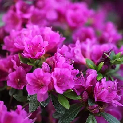 Азалия ХИРОКА японская  Азалия ХИРОКА японская в Омске