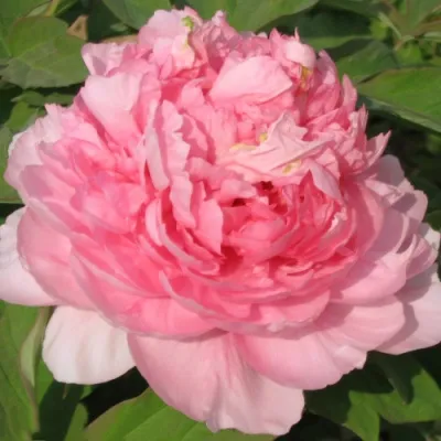 Пион ИМПЕРАТОРСКАЯ НАЛОЖНИЦА древовидный в Омске