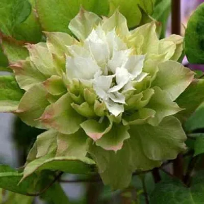 Клематис СЕН-НО-КЕЙЗ  Клематис СЕН-НО-КЕЙЗ в Омске