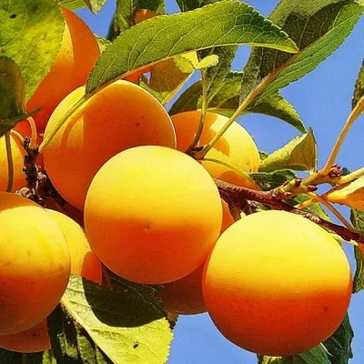 Желтая   Желтая  в Омске