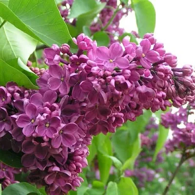 Сирень ДЕНЬ ПОБЕДЫ  Сирень ДЕНЬ ПОБЕДЫ в Омске