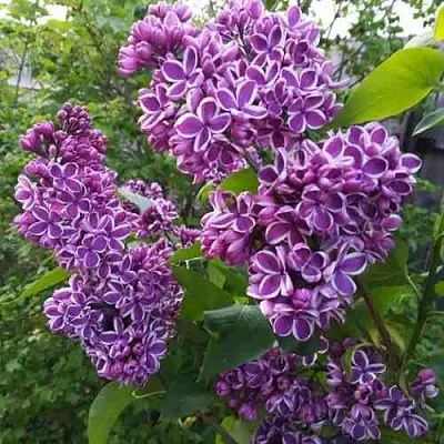 Сирень СЕНСАЦИЯ  Сирень СЕНСАЦИЯ в Омске