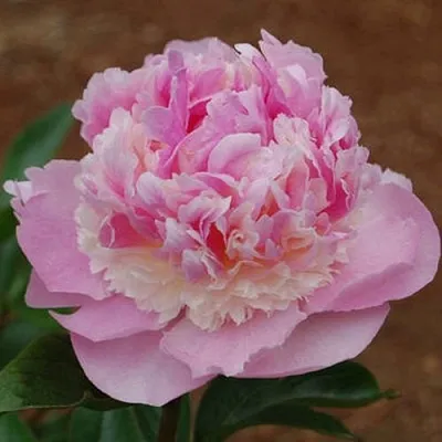 Пион ЭНДЖЕЛ ЧИКС травянистый  Пион ЭНДЖЕЛ ЧИКС травянистый в Омске