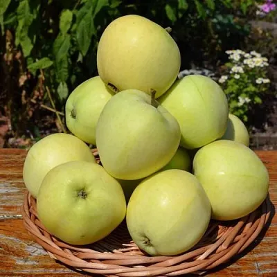 Яблоня ПАПИРОВКА  Яблоня ПАПИРОВКА в Омске