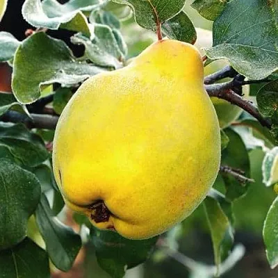 Айва РУМО  Айва РУМО в Омске