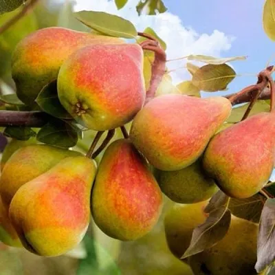 Груша ЗАБАВА  Груша ЗАБАВА в Омске