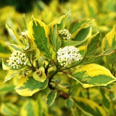 Дерен  Дерен в Омске