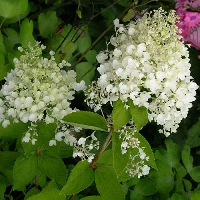 Гортензия ДАРТС ЛИТТЛ ДОТТ метельчатая  Гортензия ДАРТС ЛИТТЛ ДОТТ метельчатая в Омске