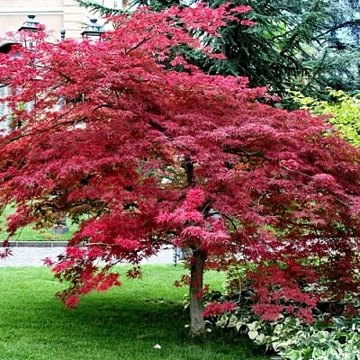 Клен пальмолистный  Клен пальмолистный в Омске