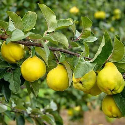 Айва ТРИУМФ  Айва ТРИУМФ в Омске