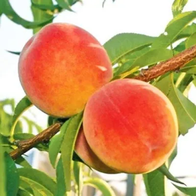 Персик ОНТАРИО — описание сорта Персик ОНТАРИО в Омске