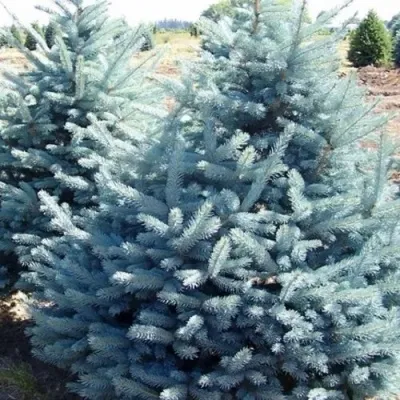 Ель ГЛАУКА колючая — описание сорта Ель ГЛАУКА колючая в Омске