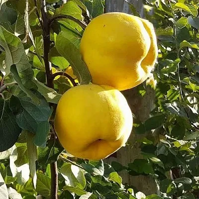 Айва МАРИЯ  Айва МАРИЯ в Омске