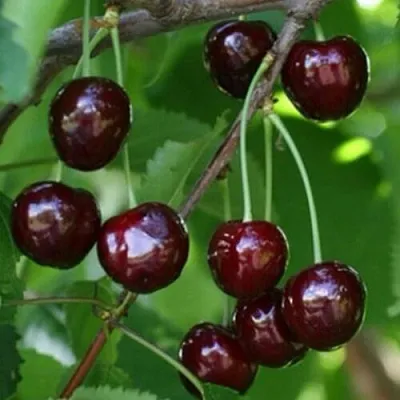 Черешня НАРОДНАЯ  Черешня НАРОДНАЯ в Омске