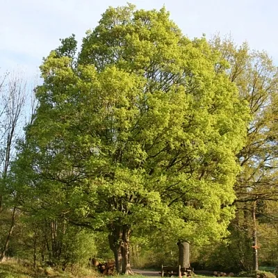 Клен полевой  Клен полевой в Омске