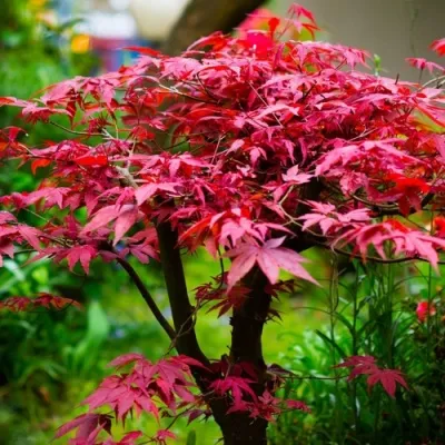 Клен дланевидный АТРОПУРПУРЕУМ — описание сорта Клен дланевидный АТРОПУРПУРЕУМ в Омске