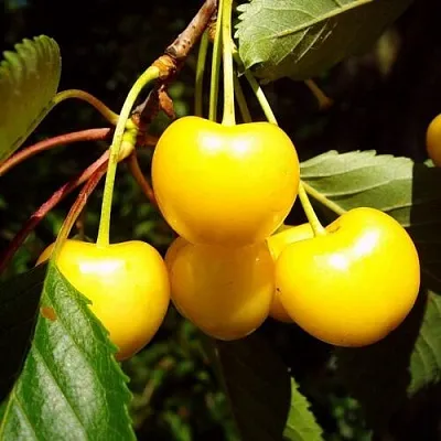 Черешня ЖУРБА  Черешня ЖУРБА в Омске