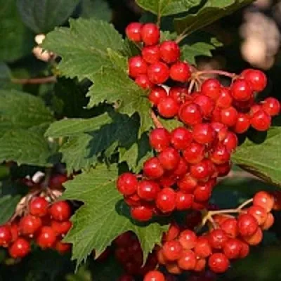 Калина в Омске