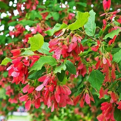 Клен татарский  Клен татарский в Омске