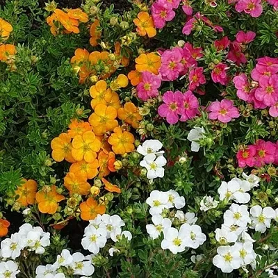 Лапчатка  Лапчатка в Омске