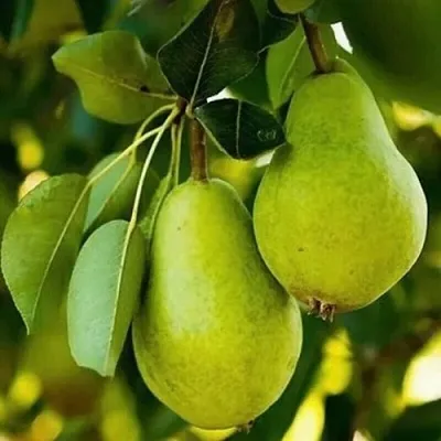 Груша СЕВЕРЯНКА колонновидная  Груша СЕВЕРЯНКА колонновидная в Омске