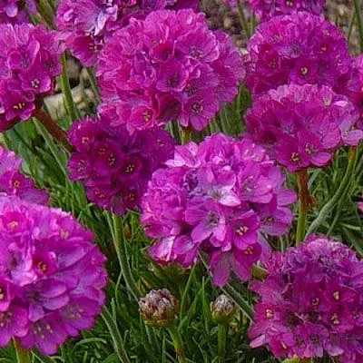 Армерия МОНИНГ СТАР ДИП РОУЗ  Армерия МОНИНГ СТАР ДИП РОУЗ в Омске