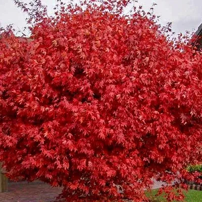 Клен гиннала   Клен гиннала  в Омске