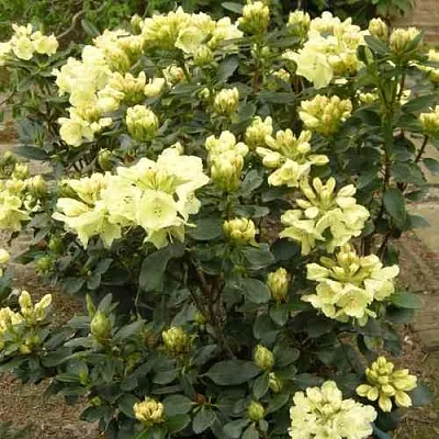 Рододендрон ГОЛДКРОН  Рододендрон ГОЛДКРОН в Омске