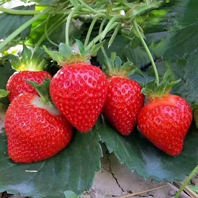 Клубника ТЕА в Омске