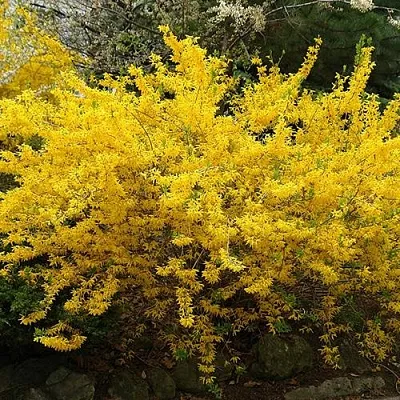 Форзиция ГОЛДЗАУБЕР средняя  Форзиция ГОЛДЗАУБЕР средняя в Омске