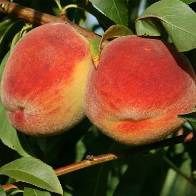 Персик МАРИЯ  Персик МАРИЯ в Омске